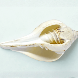 ganga, j, s back (2)